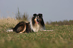 longhaired Collie