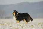 standing Collie