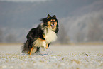 running Collie