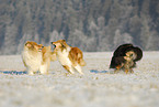 running Collies