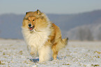 running Collie