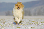 running Collie