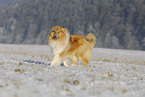 trotting Collie