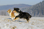 running Collies