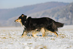 trotting Collie