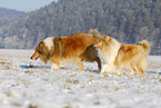 Collies in winter