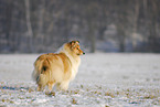 standing Collie