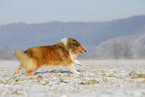 running Collie