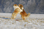 Collies in winter