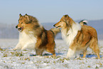 running Collies