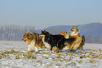 running Collies