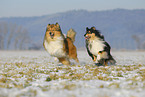 running Collies