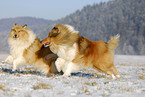 running Collies