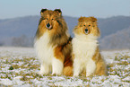 Collies in snow