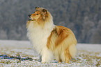 standing Collie