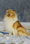 sitting Collie