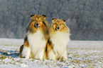 Collies in snow