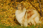 long-haired Collie