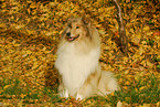 sitting Collie