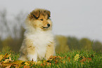 Collie Puppy