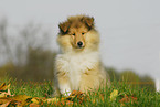 Collie Puppy