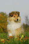 Collie Puppy