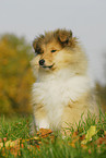 Collie Puppy