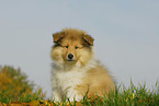 Collie Puppy