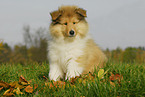 Collie Puppy