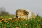 Collie Puppy