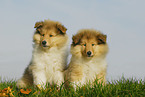 Collie Puppies