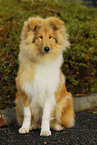 young Collie