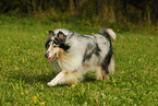 trotting Collie