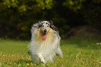 trotting Collie