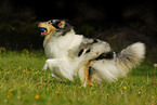 running Collie