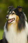 Collie Portrait