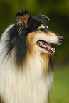 Collie Portrait