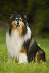 sitting Collie