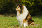 sitting Collie