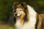 Collie Portrait