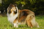 standing Collie