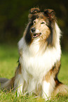 sitting Collie