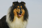 Collie Portrait