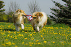 playing collies