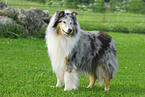 Collie