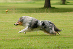 running Collie