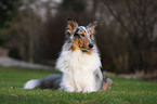 longhaired collie