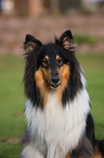 longhaired collie portrait