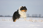 running longhaired collie