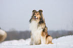 Collie